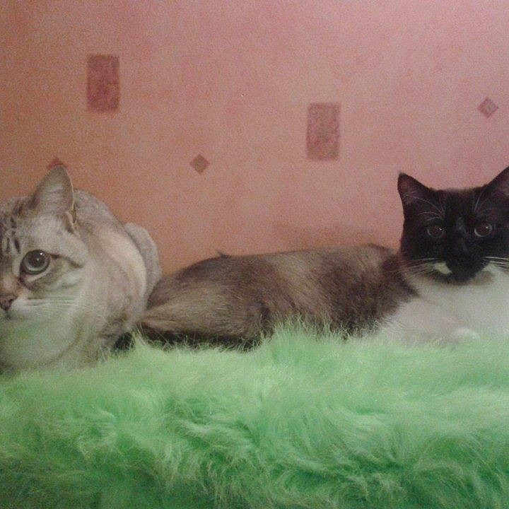 Nougat Et Zoe