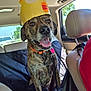 dog, brindle, burger_king_crown, car_interior, backseat, leash, collar, happy, tongue_out, pet, canine, seat_cover, window, daylight, tree_outside, headrest, seat, smiling, indoor, vehicle