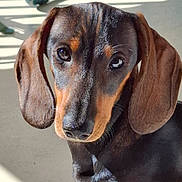 Alf participe au concours pour gagner de l'argent avec cette photo : animal, black, brown, calm, canine, close_up, companion, cute, dachshund, dog, domestic_animal, ears, floor, looking, mammal, outdoor, pet, portrait, shadow, sunlight