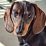 animal, black, brown, calm, canine, close_up, companion, cute, dachshund, dog, domestic_animal, ears, floor, looking, mammal, outdoor, pet, portrait, shadow, sunlight