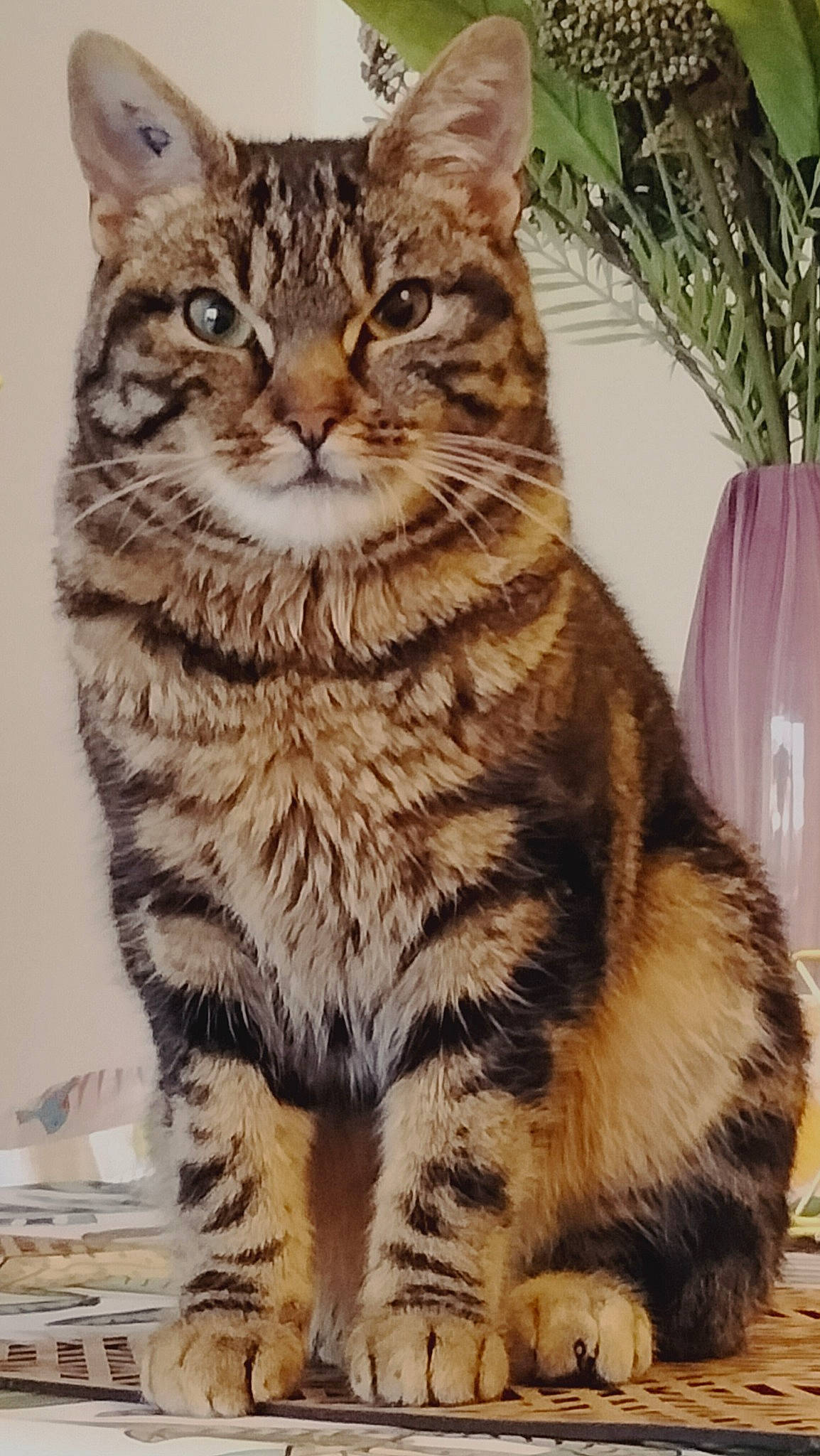 Mimosa a rejoint le concours — aidez-le/la à gagner de superbes lots ! carnivore, cat, claw, domestic_short_haired_cat, felidae, fur, pattern, paw, plant, small_to_medium_sized_cats, snout, tail, terrestrial_animal, tree, whiskers, wildlife