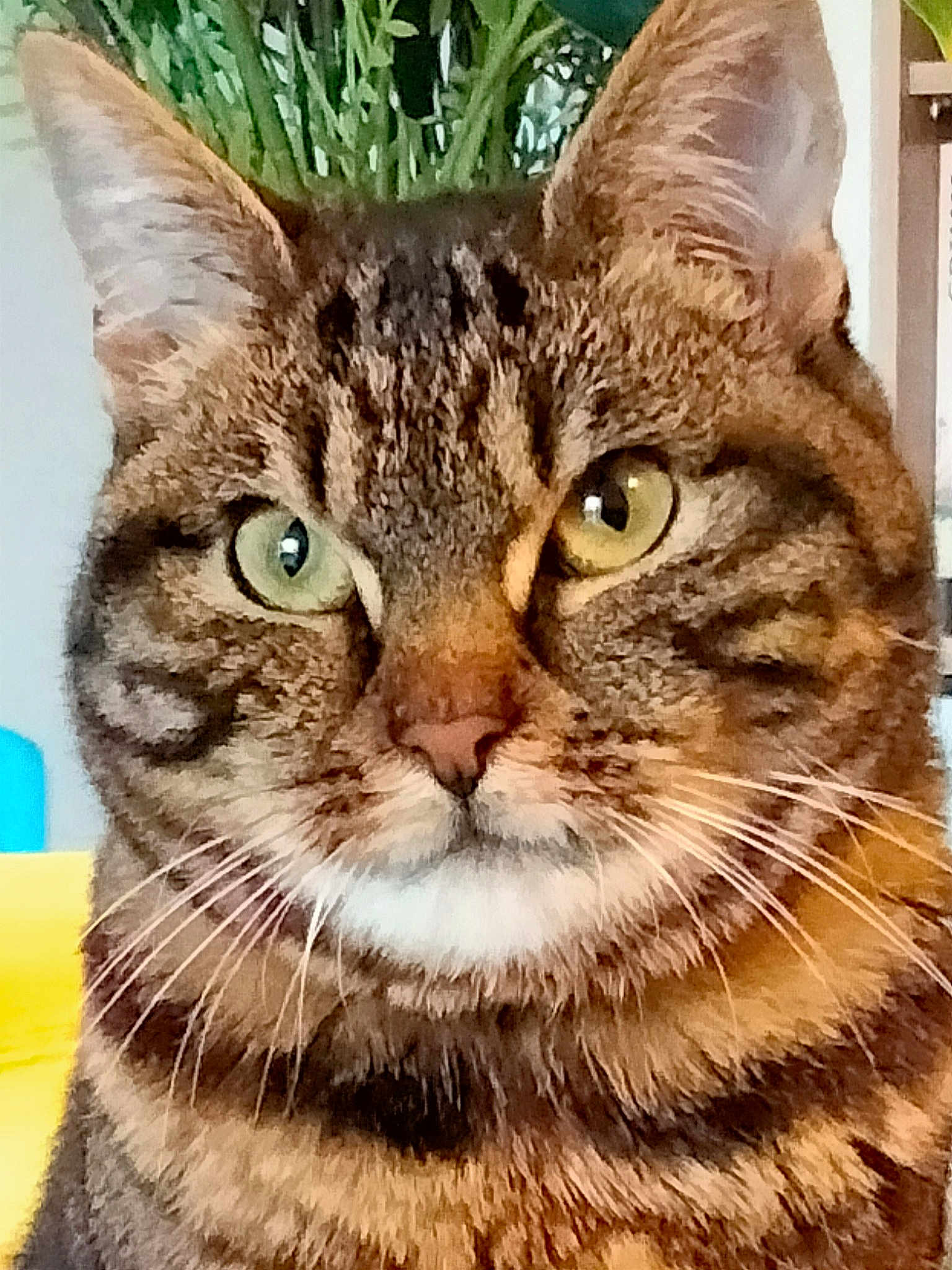 Mimosa