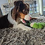 Aston participe au concours pour gagner de l'argent avec cette photo : dog, toy, carpet, indoor, window, glass_door, furniture, playful, brown, white, pet, chewing, fluffy, animal, house, home, daylight, paw, canine, background
