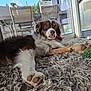 dog, brown_and_white, tongue_out, carpet, indoor, glass_door, chair, table, outdoor, fur, paw, pet, relaxed, house, window, home_interior, animal, domestic, laying_down, tongue