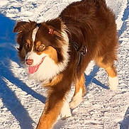 Aston participe au concours pour gagner de l'argent avec cette photo : dog, australian_shepherd, snow, outdoor, sunny, happy, animal, pet, fur, walking, winter, nature, canine, playful, tongue_out, mammal, daylight, cold, active, leash