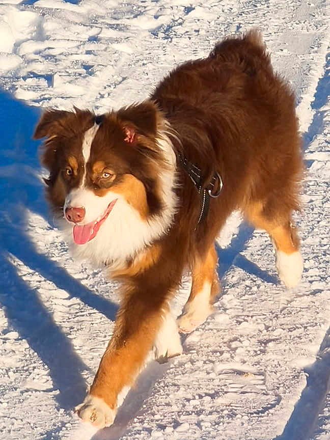Aston participe au concours pour gagner de l'argent avec cette photo : dog, australian_shepherd, snow, outdoor, sunny, happy, animal, pet, fur, walking, winter, nature, canine, playful, tongue_out, mammal, daylight, cold, active, leash