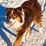 Aston a rejoint le concours — aidez-le/la à gagner de superbes lots ! dog, australian_shepherd, snow, outdoor, sunny, happy, animal, pet, fur, walking, winter, nature, canine, playful, tongue_out, mammal, daylight, cold, active, leash