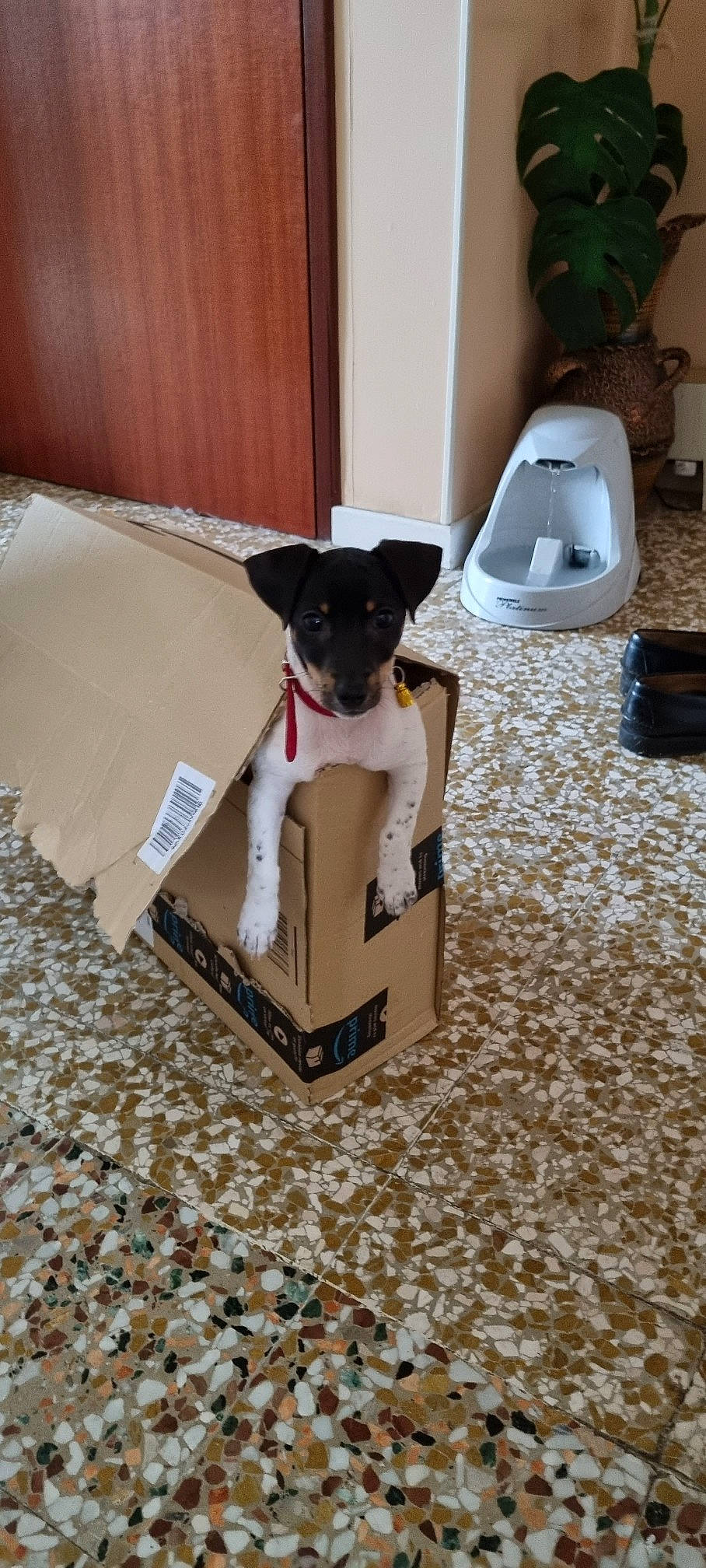 Ava a rejoint le concours — aidez-le/la à gagner de superbes lots ! box, canidae, carnivore, carton, companion_dog, dog, dog_breed, dog_supply, fawn, flooring, hardwood, packaging_and_labeling, packing_materials, pet_supply, shipping_box, snout, sporting_group, toy_dog, wood, working_animal