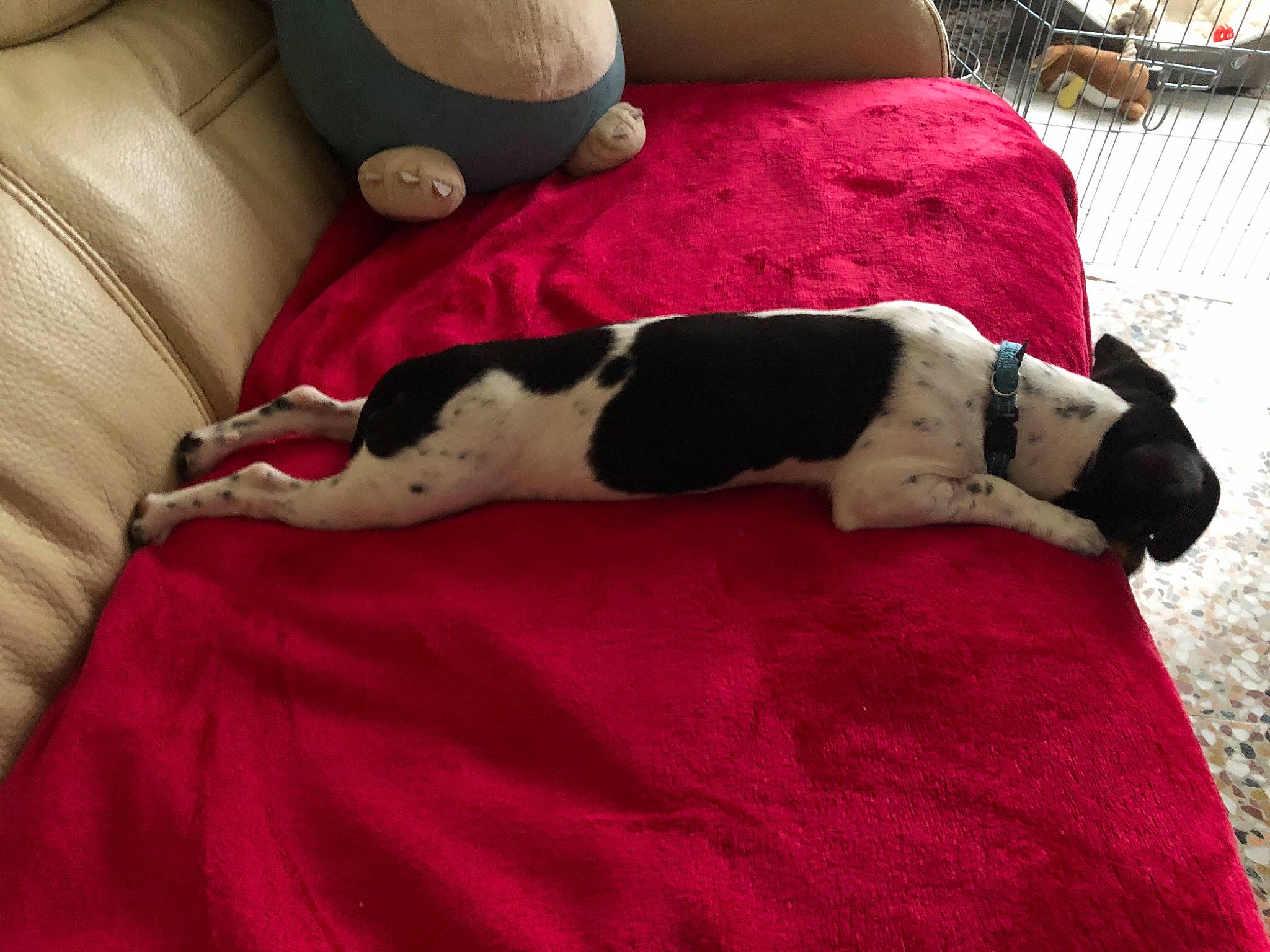 Ava a rejoint le concours — aidez-le/la à gagner de superbes lots ! bed, bedding, carmine, carnivore, comfort, companion_dog, couch, dog, dog_breed, fawn, fur, human_leg, linens, pillow, room, sporting_group, tail, textile, thigh, toy