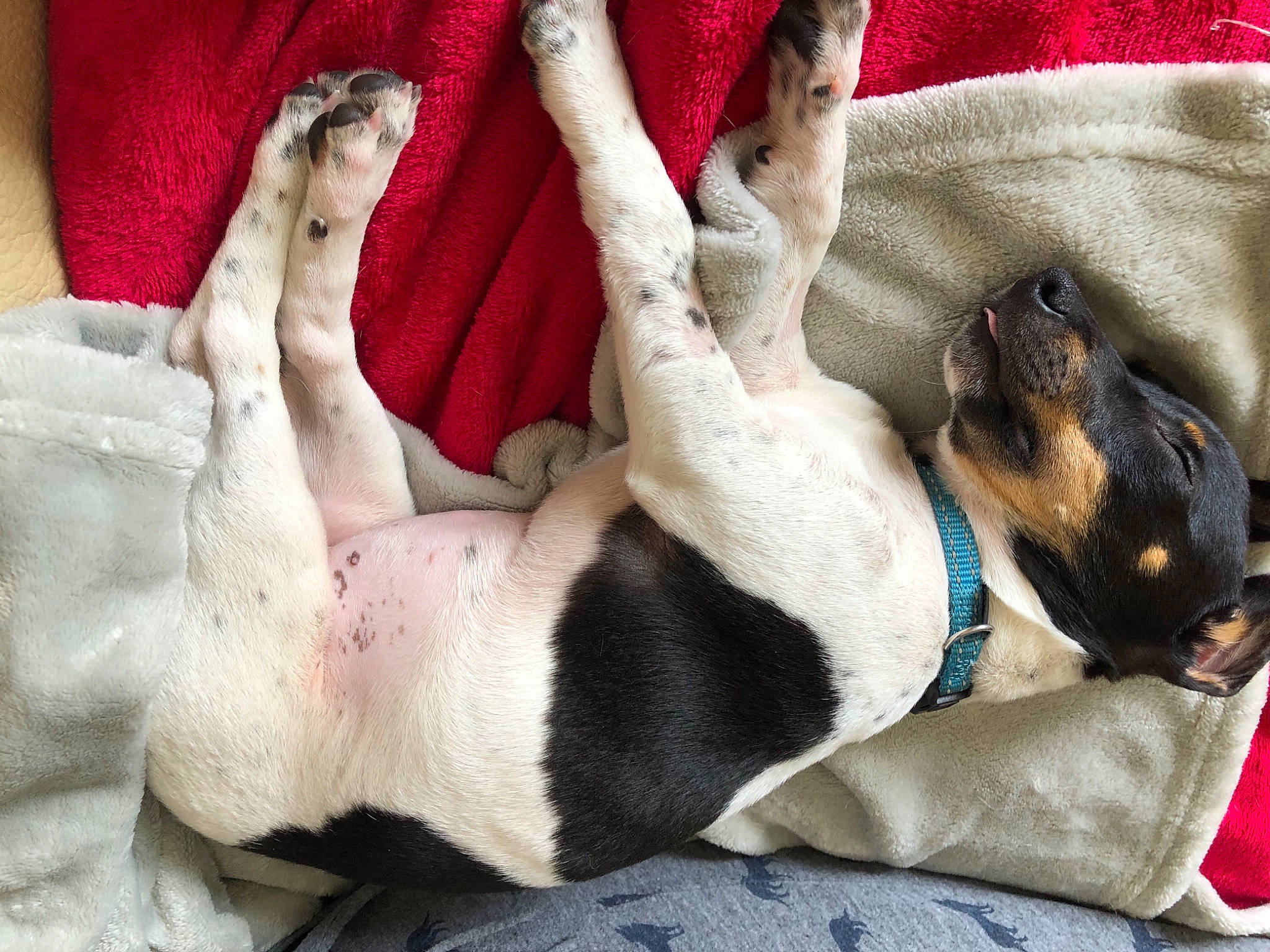 Ava participe au concours pour gagner de l'argent avec cette photo : blanket, canidae, carmine, carnivore, chilean_fox_terrier, comfort, companion_dog, couch, dog, dog_breed, dog_supply, fawn, fur, linens, nap, non_sporting_group, pattern, paw, sporting_group, working_animal