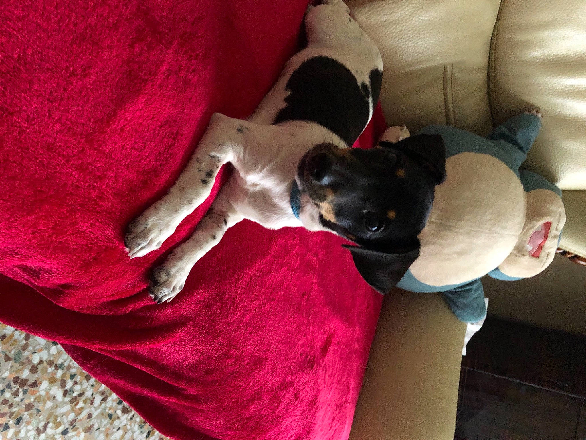 Ava a rejoint le concours — aidez-le/la à gagner de superbes lots ! bed, carmine, carnivore, comfort, companion_dog, couch, dog, dog_breed, dog_supply, fawn, fur, linens, living_room, magenta, paw, pillow, room, sporting_group, tail, toy_dog