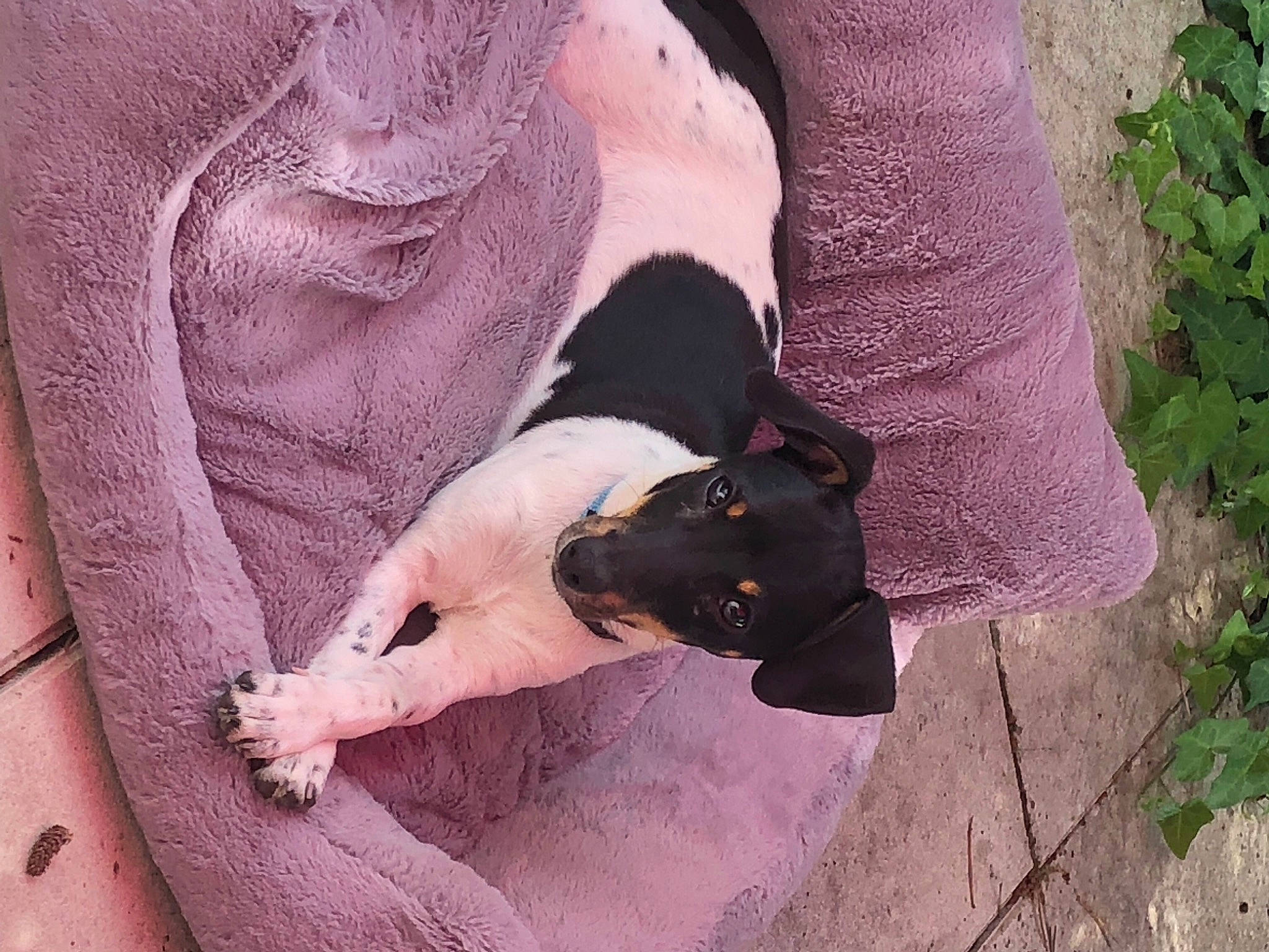 Ava a rejoint le concours — aidez-le/la à gagner de superbes lots ! carnivore, comfort, companion_dog, dog, dog_breed, fawn, felidae, fur, linens, magenta, paw, pink, purple, sleeve, small_to_medium_sized_cats, snout, tail, whiskers, window, working_animal