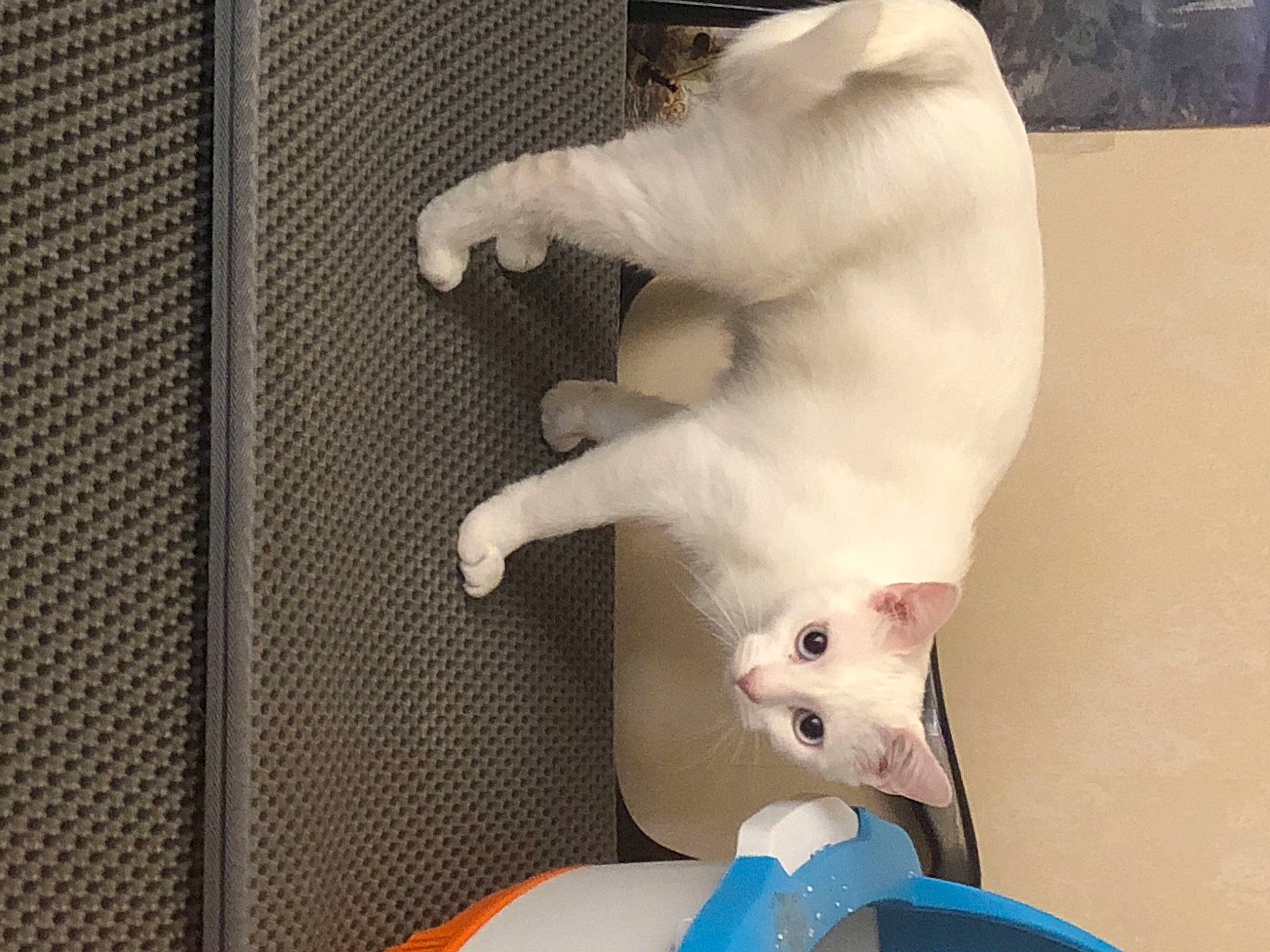 Lunala a rejoint le concours — aidez-le/la à gagner de superbes lots ! blue, canidae, carnivore, cat, claw, comfort, companion_dog, domestic_short_haired_cat, ear, fawn, felidae, fur, mammal, paw, room, small_to_medium_sized_cats, snout, stuffed_toy, tail, whiskers