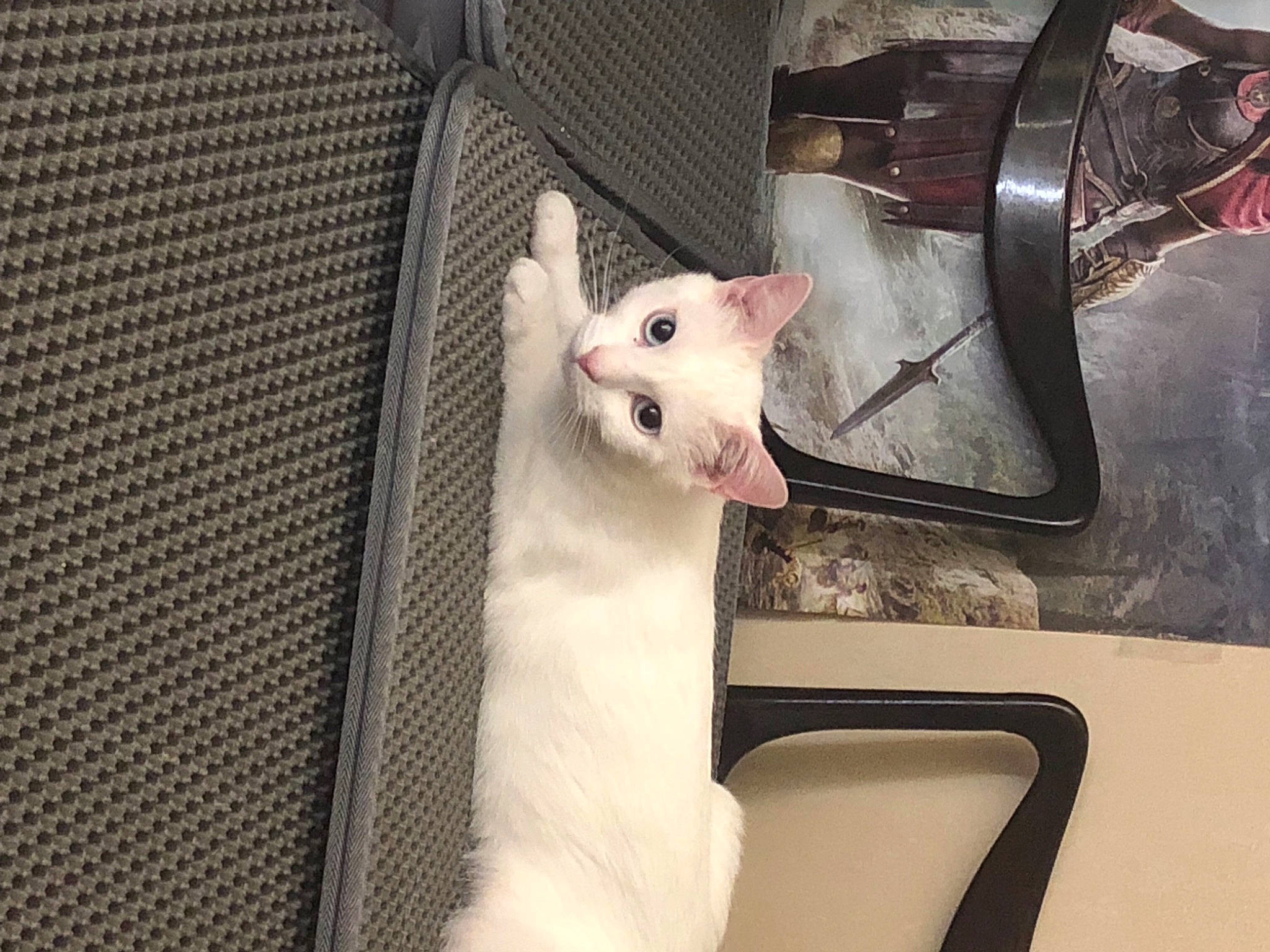 Lunala a rejoint le concours — aidez-le/la à gagner de superbes lots ! carnivore, cat, comfort, domestic_short_haired_cat, eye, fawn, felidae, fender, fur, guitar, metal, musical_instrument, paw, small_to_medium_sized_cats, snout, tail, whiskers