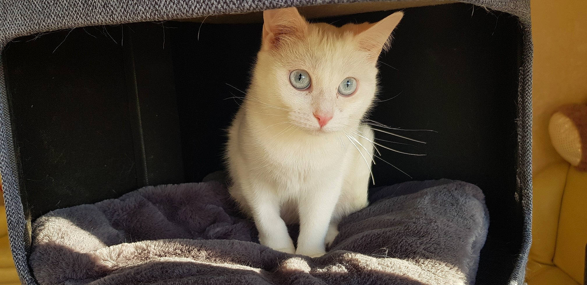 Lunala participe au concours pour gagner de l'argent avec cette photo : carnivore, cat, claw, comfort, domestic_short_haired_cat, fang, fawn, felidae, foot, fur, head, paw, sitting, small_to_medium_sized_cats, snout, tail, terrestrial_animal, whiskers