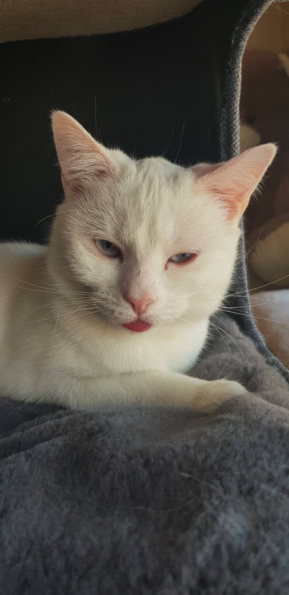 Lunala participe au concours pour gagner de l'argent avec cette photo : carnivore, cat, claw, comfort, domestic_short_haired_cat, fawn, felidae, fur, iris, no_expression, paw, small_to_medium_sized_cats, snout, tail, terrestrial_animal, whiskers