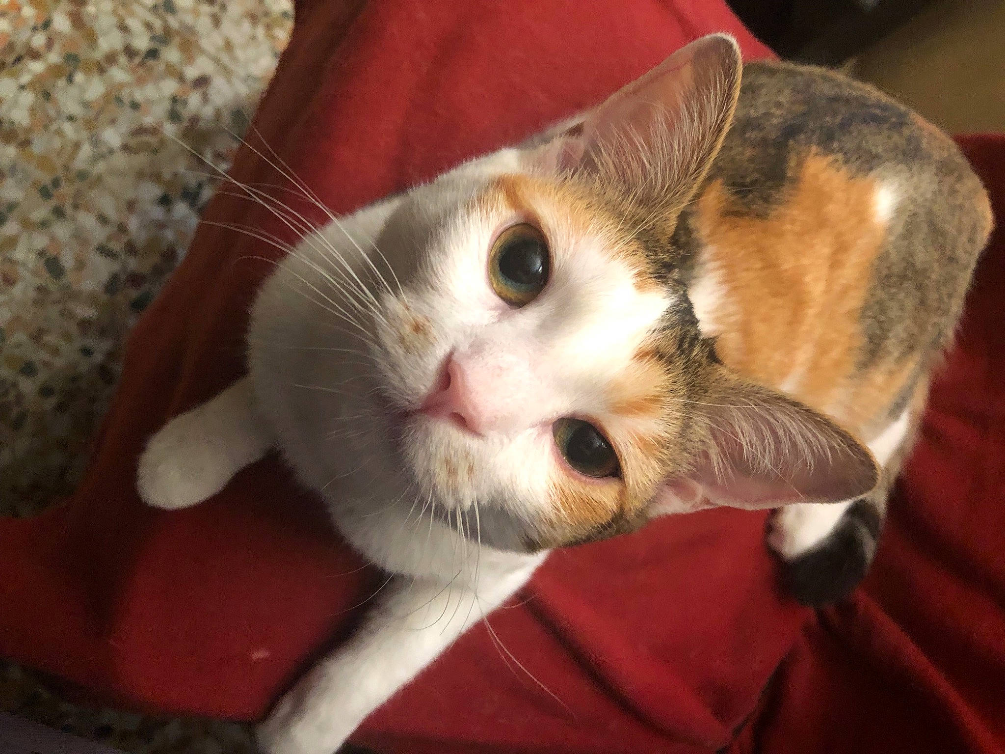 Chaussette a rejoint le concours — aidez-le/la à gagner de superbes lots ! carnivore, cat, claw, comfort, domestic_short_haired_cat, ear, eye, fawn, felidae, fur, paw, small_to_medium_sized_cats, snout, tail, whiskers