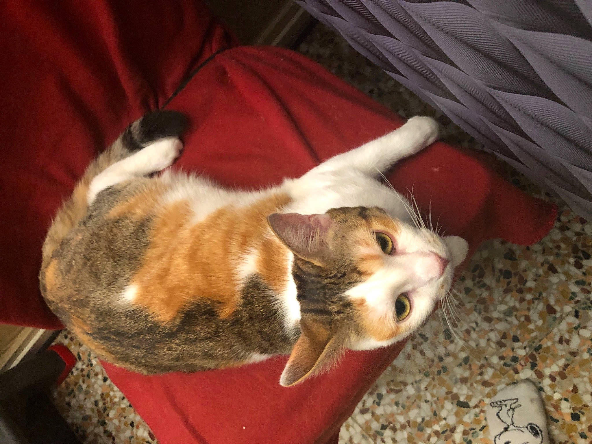 Chaussette a rejoint le concours — aidez-le/la à gagner de superbes lots ! canidae, carnivore, cat, claw, comfort, companion_dog, dog_breed, domestic_short_haired_cat, fawn, felidae, fur, lap, paw, small_to_medium_sized_cats, snout, sporting_group, tail, whiskers, wood