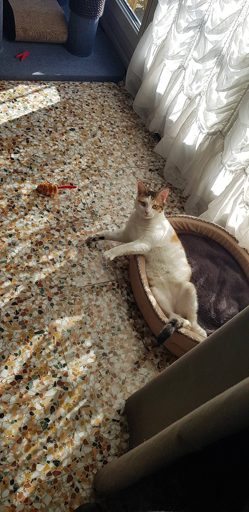 Chaussette participe au concours pour gagner de l'argent avec cette photo : canidae, carnivore, cat, domestic_short_haired_cat, felidae, flooring, fur, road_surface, small_to_medium_sized_cats, soil, tail, whiskers, wood