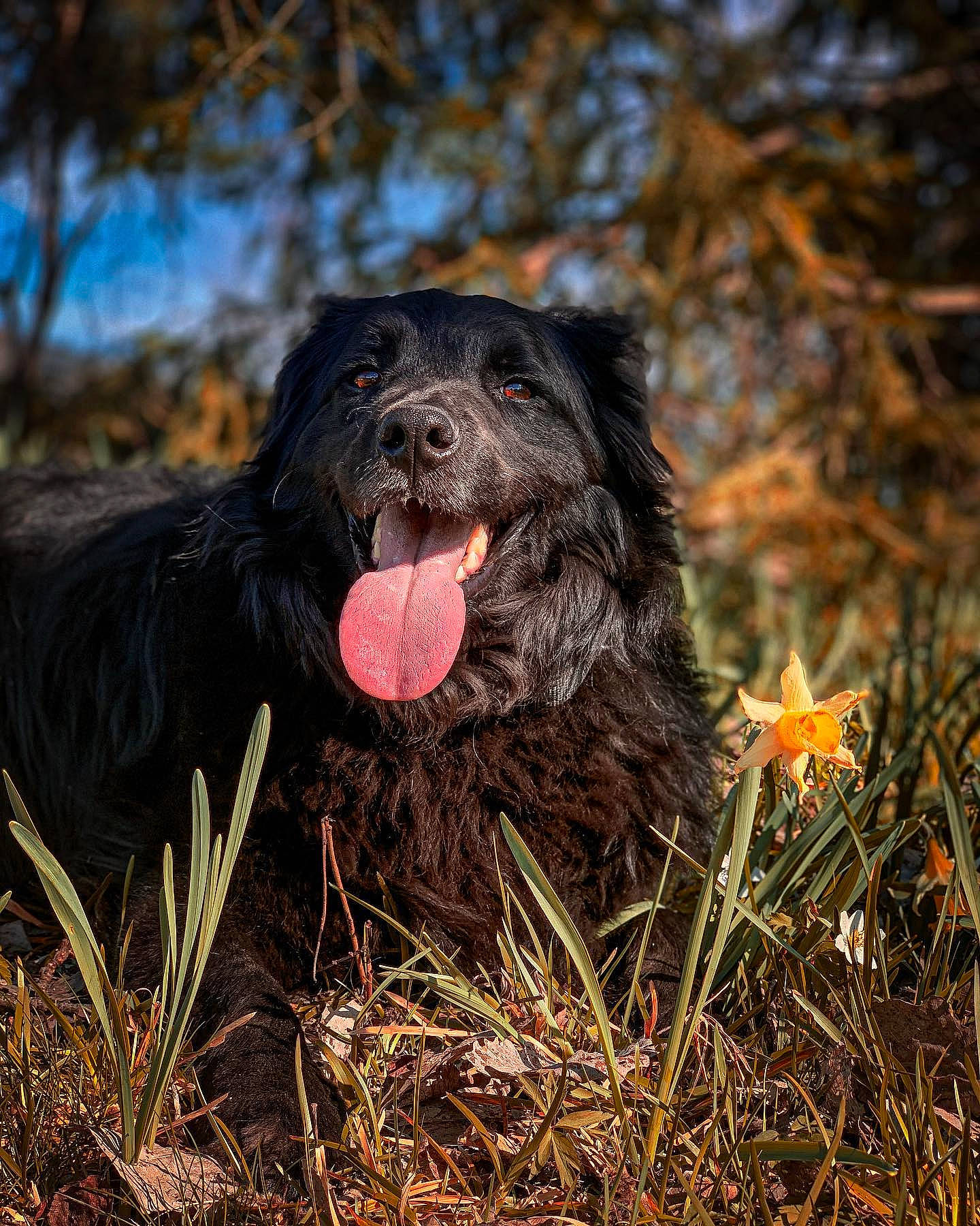 Maya a rejoint le concours — aidez-le/la à gagner de superbes lots ! canidae, carnivore, companion_dog, dog, dog_breed, fur, gaddi_kutta, grass, gun_dog, liver, newfoundland, plant, retriever, snout, soil, spaniel, sporting_group, terrestrial_animal, working_animal, working_dog