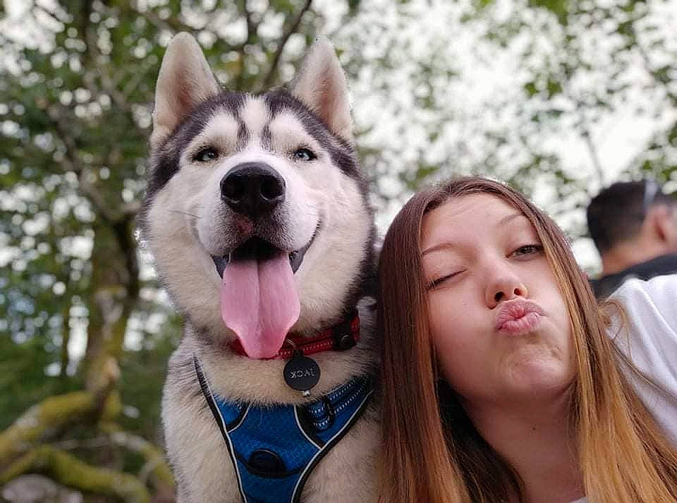 Jack a rejoint le concours — aidez-le/la à gagner de superbes lots ! carnivore, companion_dog, dog, dog_breed, fawn, fun, fur, happy, leash, mammal, recreation, siberian_husky, sled_dog, snout, sporting_group, street_fashion, tree, vertebrate, whiskers, wolf