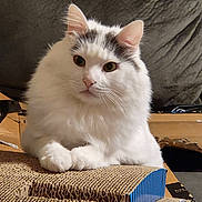 George is registered to the contest to win money with this photo: cat, white_cat, fluffy_cat, pet, indoor, cardboard, scratch_pad, feline, cute, animal, domestic_cat, resting, looking, ears, whiskers, fur, closeup, cozy, household, background