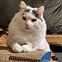 cat, white_cat, fluffy_cat, pet, indoor, cardboard, scratch_pad, feline, cute, animal, domestic_cat, resting, looking, ears, whiskers, fur, closeup, cozy, household, background