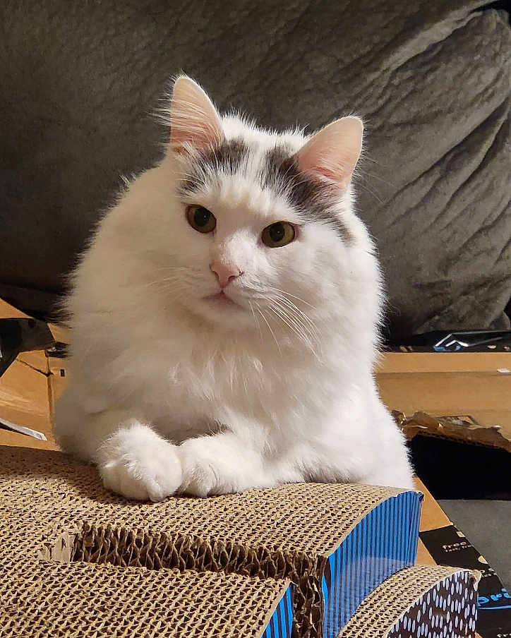 George is registered to the contest to win money with this photo: cat, white_cat, fluffy_cat, pet, indoor, cardboard, scratch_pad, feline, cute, animal, domestic_cat, resting, looking, ears, whiskers, fur, closeup, cozy, household, background