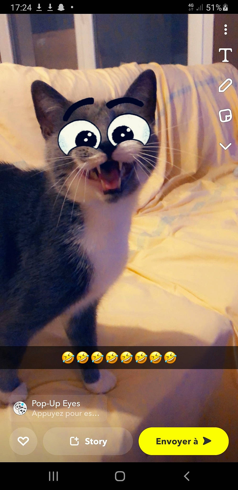 Dodue a rejoint le concours — aidez-le/la à gagner de superbes lots ! carnivore, cat, domestic_short_haired_cat, electric_blue, felidae, font, formal_wear, fur, moustache, paw, photo_caption, rectangle, small_to_medium_sized_cats, snout, tail, terrestrial_animal, textile, whiskers