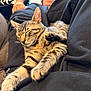 cat, kitten, sleeping, tabby, paw, fur, person, lap, clothing, black_fabric, gray_fabric, relaxation, cozy, indoor, closeup, pet, animal, resting, cute, whiskers