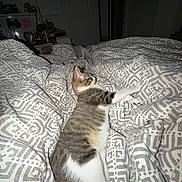 Lucero joined the competition — help win amazing prizes! cat, tabby_cat, bed, blanket, indoor, furniture, pattern, sleeping, pet, animal, cozy, resting, white_paws, striped, domestic_cat, comfort, relaxation, room, household, side_view