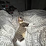 cat, tabby_cat, bed, blanket, indoor, furniture, pattern, sleeping, pet, animal, cozy, resting, white_paws, striped, domestic_cat, comfort, relaxation, room, household, side_view