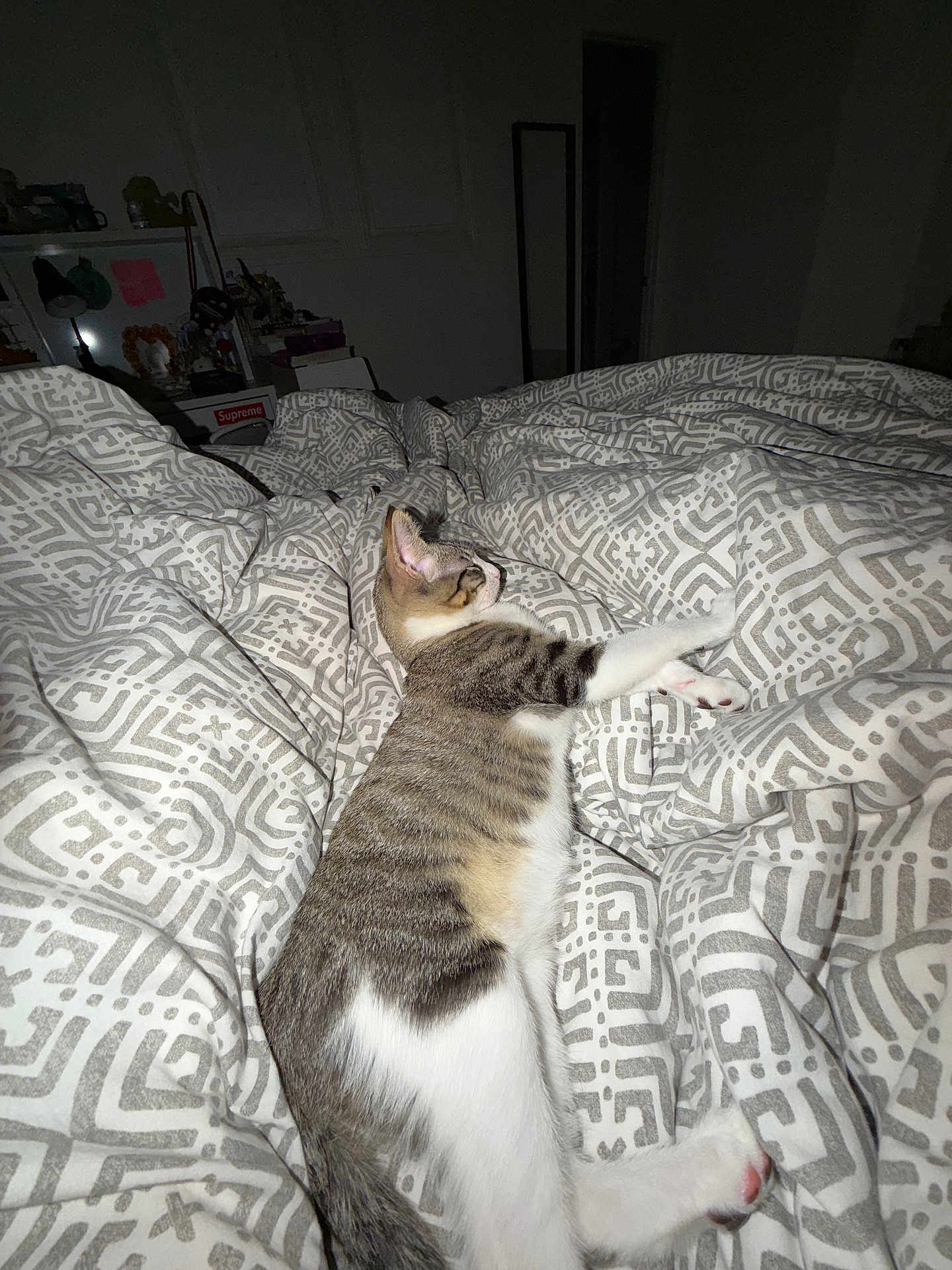 Lucero joined the competition — help win amazing prizes! cat, tabby_cat, bed, blanket, indoor, furniture, pattern, sleeping, pet, animal, cozy, resting, white_paws, striped, domestic_cat, comfort, relaxation, room, household, side_view