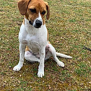 Lucy is registered to the contest to win money with this photo: dog, brown, white, sitting, grass, outdoor, pet, animal, canine, nature, ground, ears, tail, paws, spots, looking_down, quiet, calm, daylight, alone