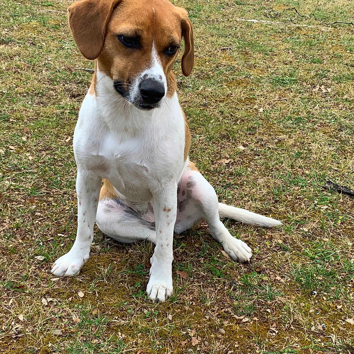 Lucy is registered to the contest to win money with this photo: alone, animal, brown, calm, canine, daylight, dog, ears, grass, ground, looking_down, nature, outdoor, paws, pet, quiet, sitting, spots, tail, white