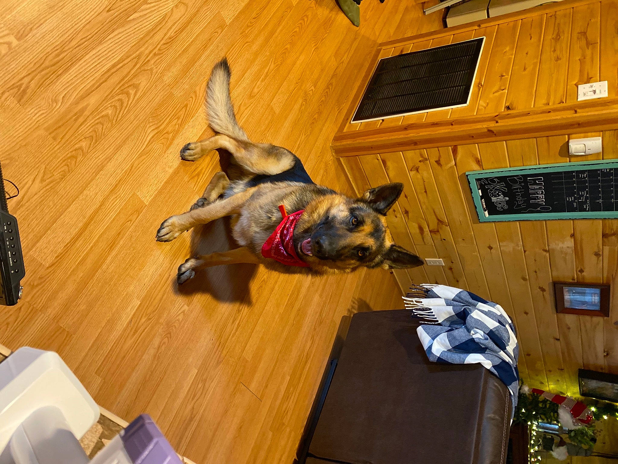 Link joined the competition — help win amazing prizes! canidae, carnivore, companion_dog, dog, dog_breed, fawn, floor, flooring, fur, guard_dog, hardwood, laminate_flooring, microwave_oven, room, sporting_group, tail, wood, wood_flooring, wood_stain, working_animal