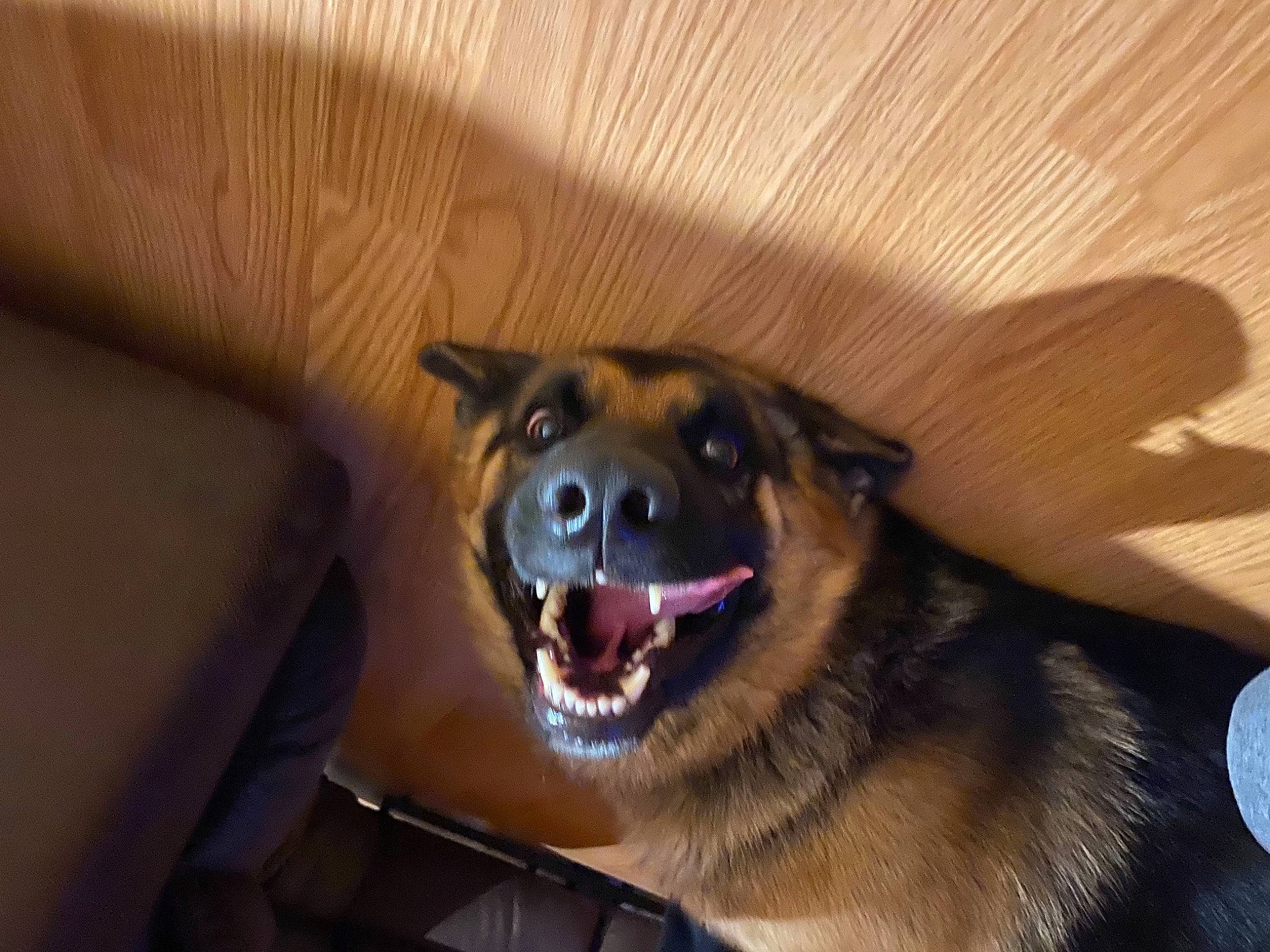 Link joined the competition — help win amazing prizes! canidae, carnivore, companion_dog, dog, dog_breed, ear, fang, fawn, flooring, fur, hardwood, jaw, smile, snout, sporting_group, varnish, whiskers, wood, wood_stain, working_animal