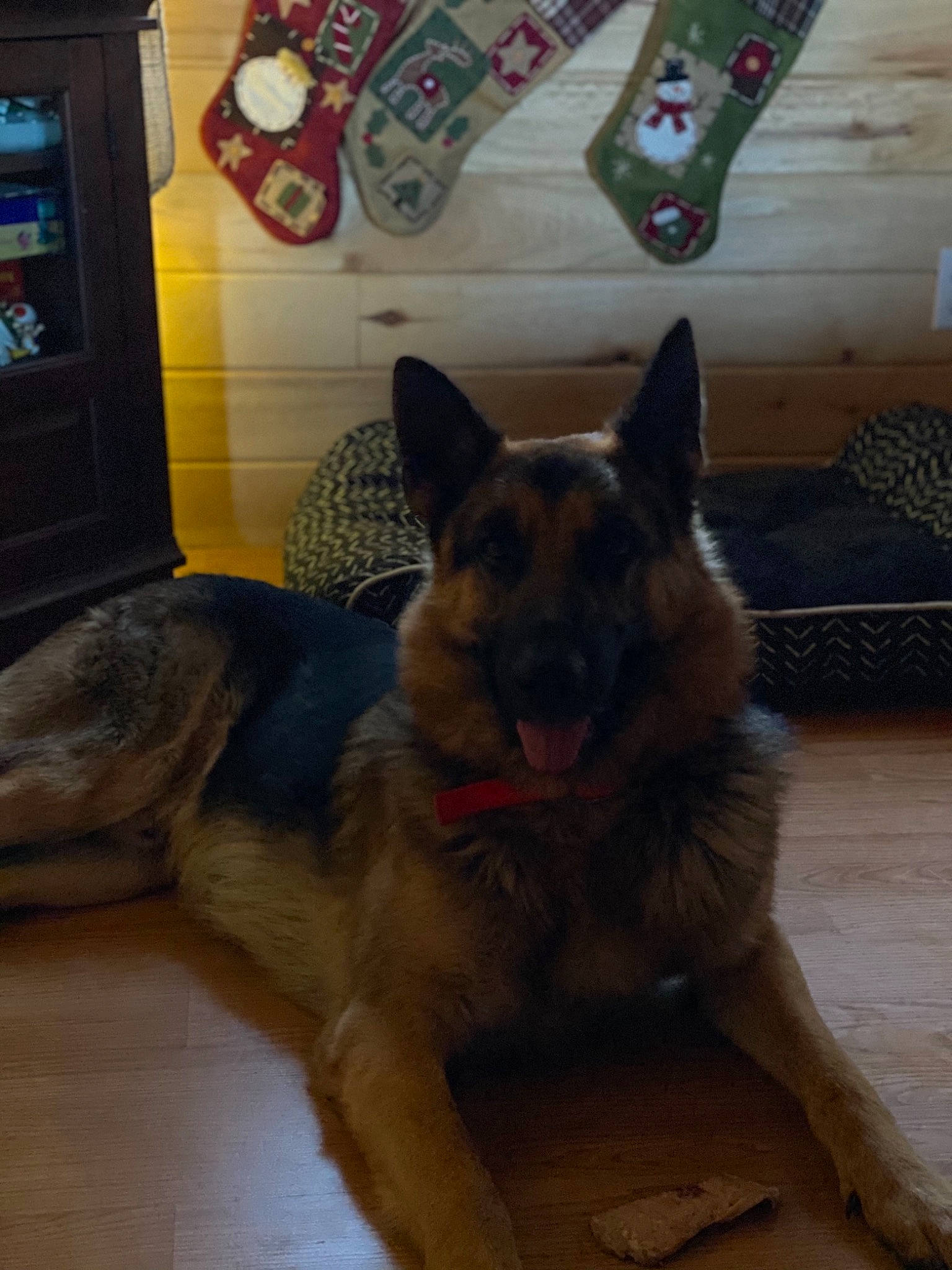 Link is registered to the contest to win money with this photo: canidae, carnivore, companion_dog, dog, dog_breed, east_european_shepherd, fawn, floor, flooring, foot, fur, german_shepherd_dog, hardwood, herding_dog, king_shepherd, old_german_shepherd_dog, refrigerator, snout, sporting_group, wood