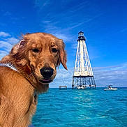 Baya joined the competition — help win amazing prizes! animal, architecture, beacon, boat, building, canine, dog, goldenretriever, lighthouse, nature, outdoors, pet, pool, puppy, sea, tower, transportation, vehicle, water, waterfront