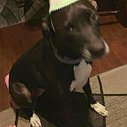 Julie is registered to the contest to win money with this photo: dog, black_dog, party_hat, birthday, indoor, rug, hardwood_floor, paw, white_markings, collar, sitting, blur, motion_blur, candid, pet, celebration, low_light, out_of_focus, human_foot, home