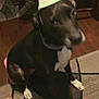 dog, black_dog, party_hat, birthday, indoor, rug, hardwood_floor, paw, white_markings, collar, sitting, blur, motion_blur, candid, pet, celebration, low_light, out_of_focus, human_foot, home