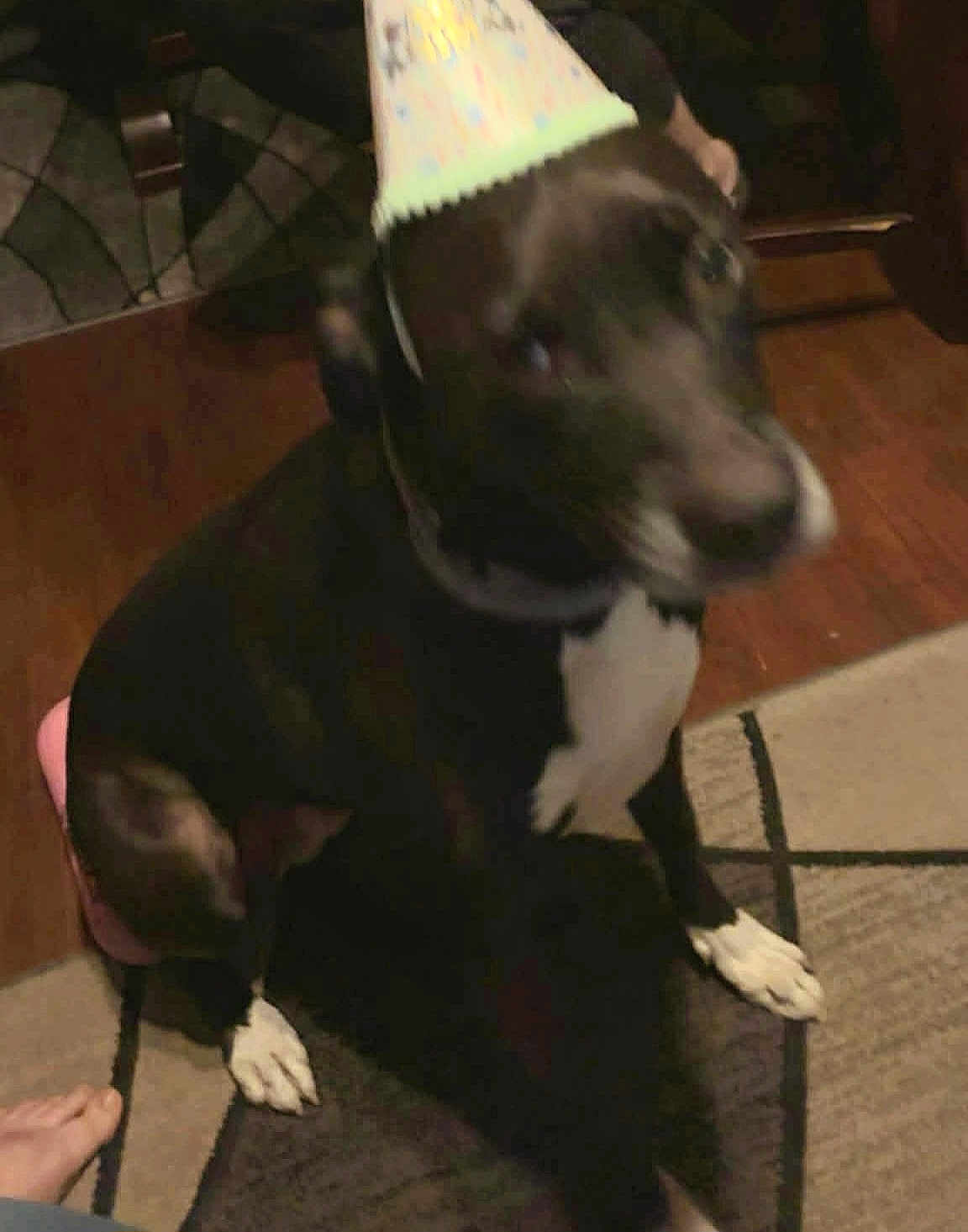 Julie is registered to the contest to win money with this photo: dog, black_dog, party_hat, birthday, indoor, rug, hardwood_floor, paw, white_markings, collar, sitting, blur, motion_blur, candid, pet, celebration, low_light, out_of_focus, human_foot, home