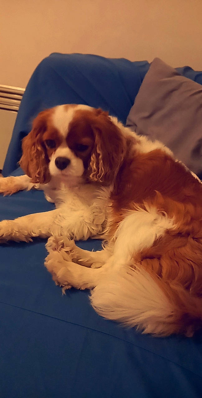 Jessy participe au concours pour gagner de l'argent avec cette photo : bored, canidae, carnivore, cavalier_king_charles_spaniel, comfort, companion_dog, dog, dog_breed, fawn, fur, gun_dog, king_charles_spaniel, liver, paw, snout, spaniel, sporting_group, terrestrial_animal, toy_dog, working_animal