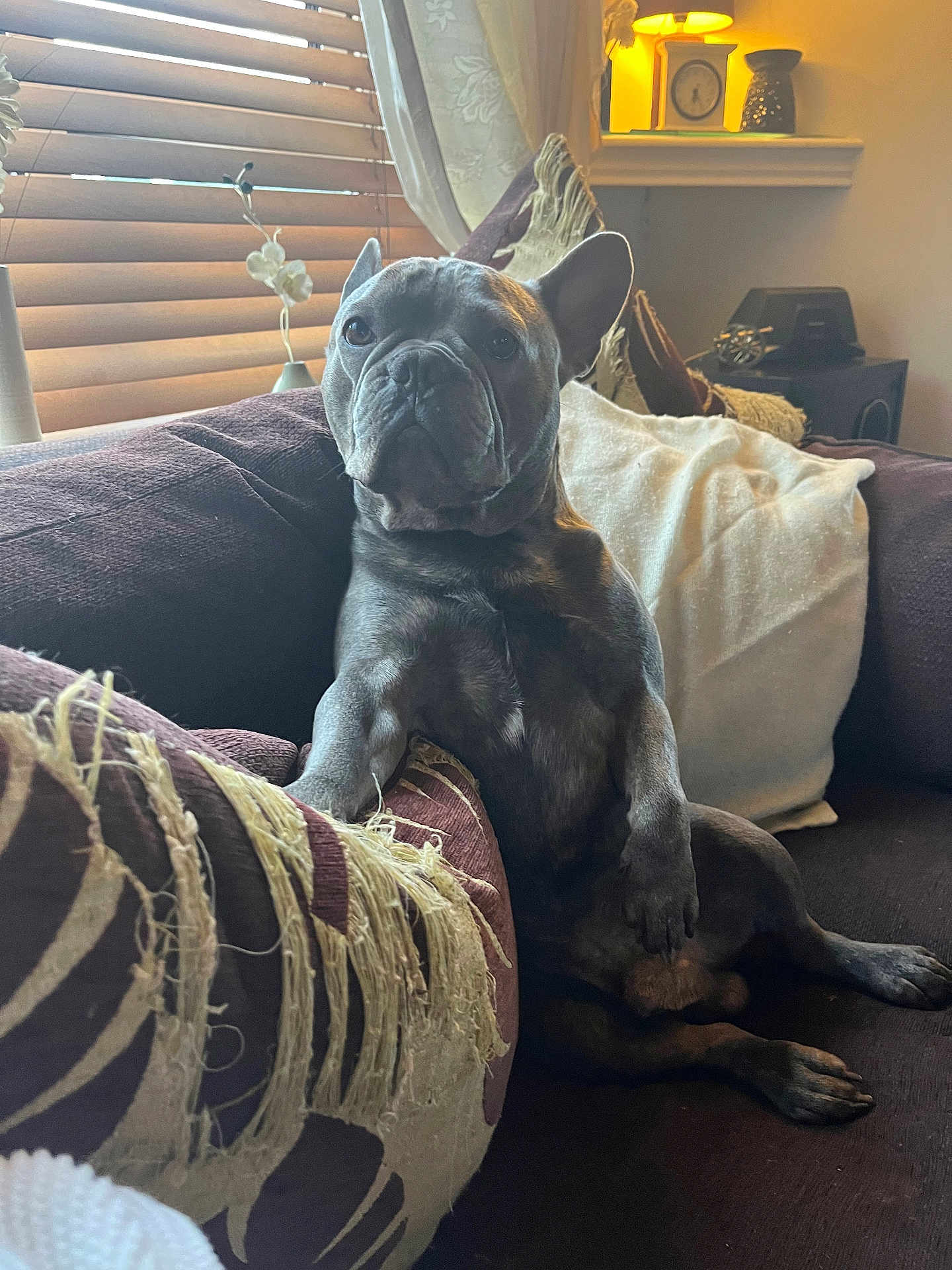 Pablo is registered to the contest to win money with this photo: dog, french_bulldog, couch, pillow, indoor, pet, animal, lamp, window_blinds, home, relaxed, seated, brown, cozy, living_room, curtains, decor, furniture, portrait, canine