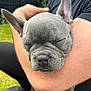 Pablo is registered to the contest to win money with this photo: puppy, dog, sleeping, gray, closeup, person, arm, outdoor, grass, fence, cute, pet, young, animal, snug, resting, calm, holding, canine, portrait