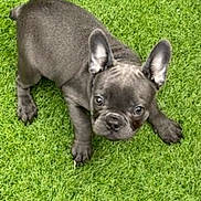 Pablo is registered to the contest to win money with this photo: dog, puppy, french_bulldog, grass, green, pet, animal, cute, small, canine, outdoor, young, ears, fur, looking_up, playful, adorable, companion, friendly, domestic