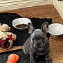 Pablo is registered to the contest to win money with this photo: puppy, dog, french_bulldog, toy, food_bowl, floor, rug, indoor, pet, cute, small_dog, ears, looking, animal, wood_floor, feeding_area, plaything, pet_accessory, domestic, young_dog
