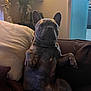 dog, french_bulldog, pet, indoor, couch, pillow, brown, fur, ears, sitting, looking, face, animal, houseplant, living_room, furniture, wall, window, relaxed, companion