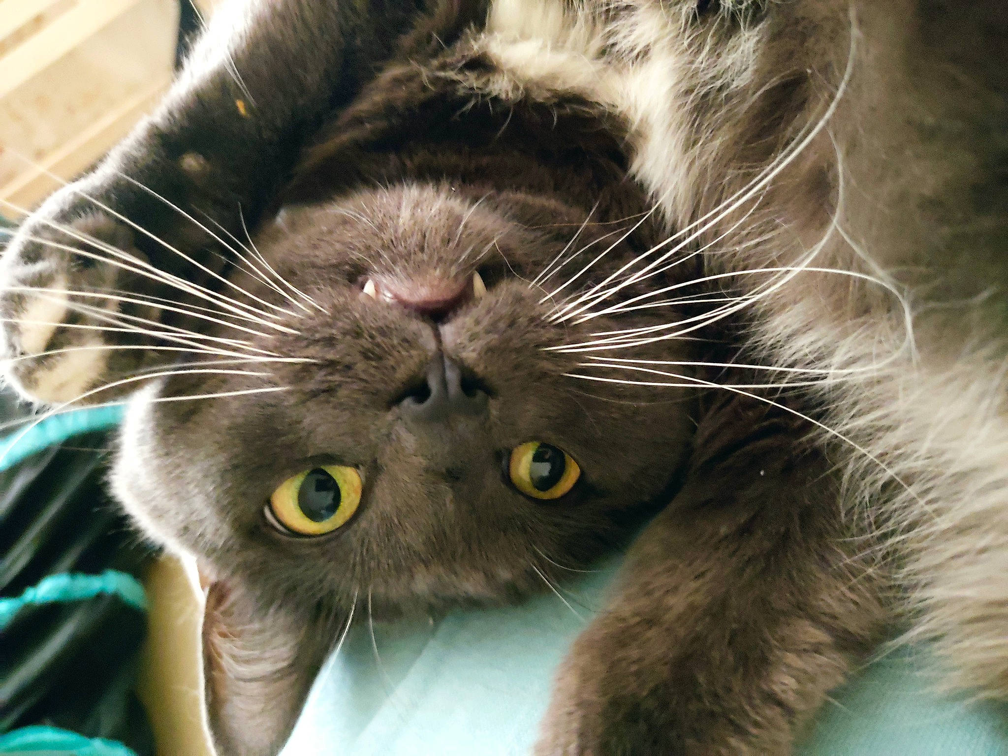 Ouragan participe au concours pour gagner de l'argent avec cette photo : black_cat, bombay, carnivore, cat, claw, close_up, domestic_short_haired_cat, fang, felidae, fur, organism, paw, small_to_medium_sized_cats, snout, terrestrial_animal, whiskers