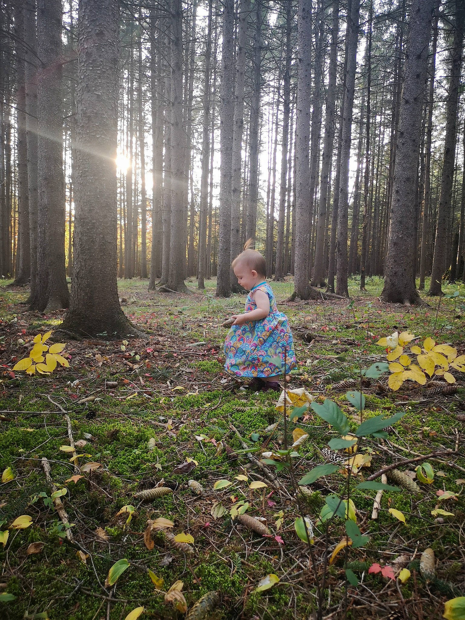 Élisabeth participe au concours pour gagner de l'argent avec cette photo : biome, branch, deciduous, ecoregion, forest, grass, groundcover, landscape, leaf, natural_landscape, people_in_nature, person, plant, sunlight, terrestrial_plant, tints_and_shades, tree, trunk, vegetation, wood